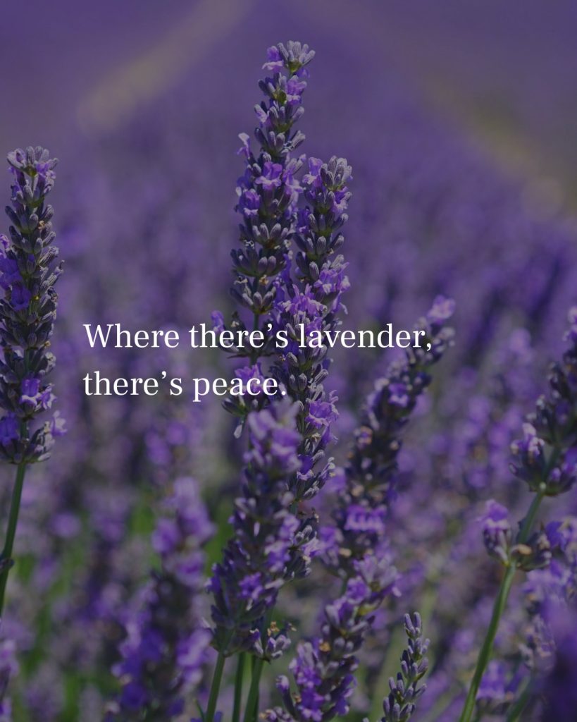 Lavender Captions for Instagram