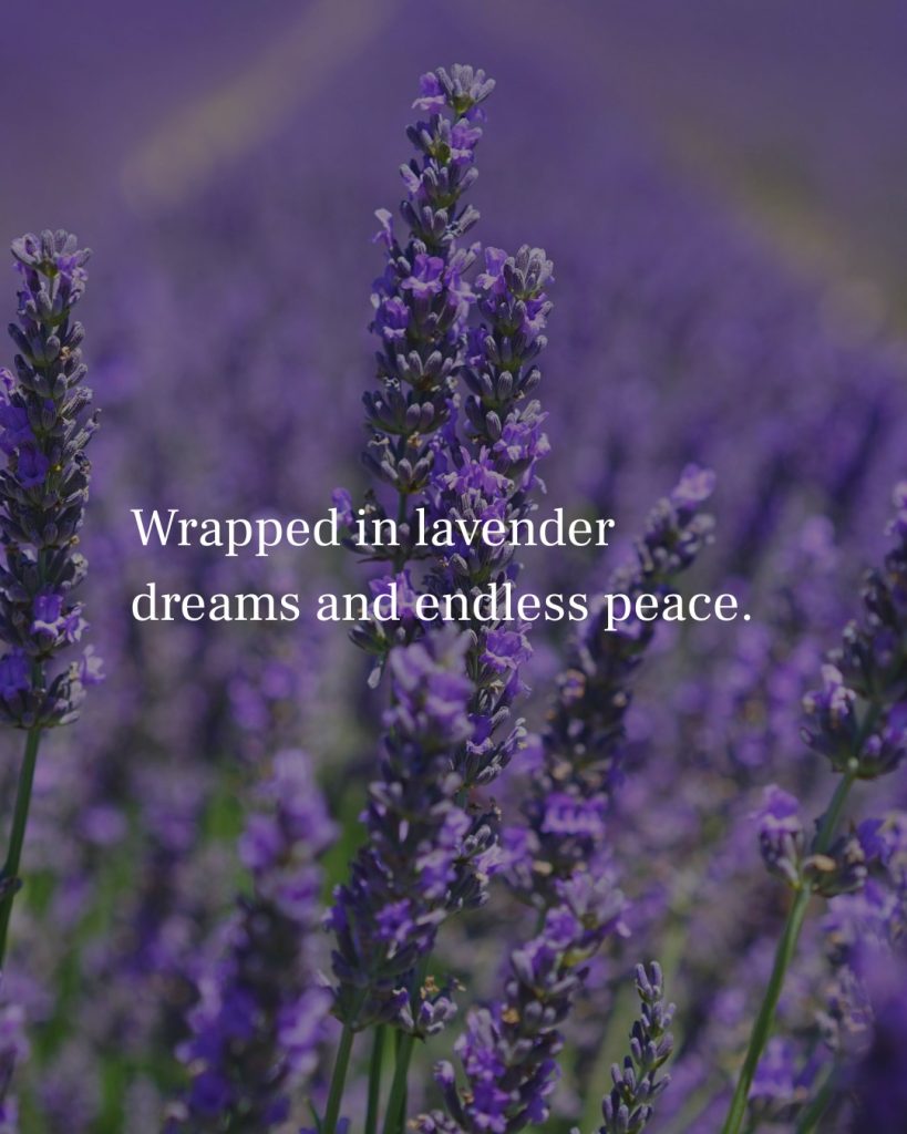 Lavender Captions for Instagram
