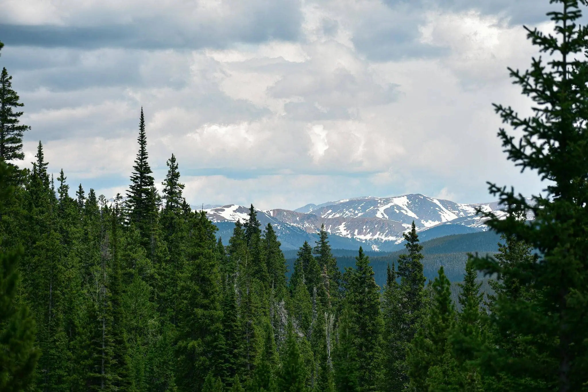 Lush evergreen forest with a backdrop of snow-capped mountains in Colorado.